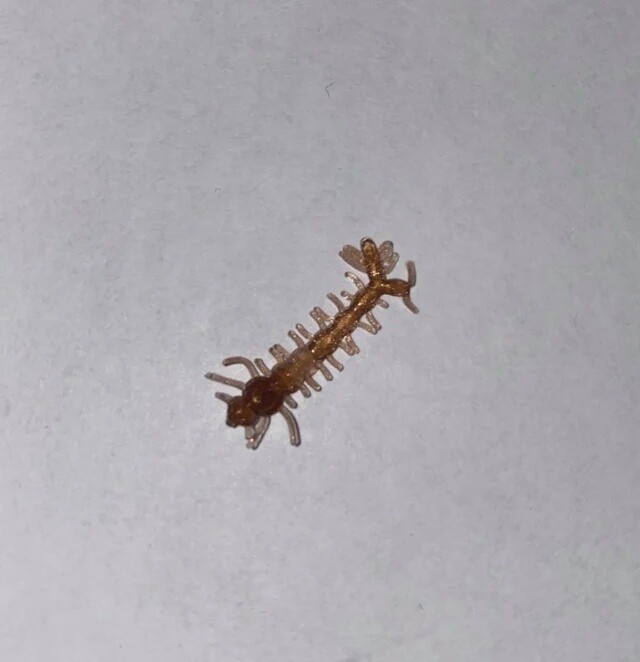 BY Mosquito Larvae Brown