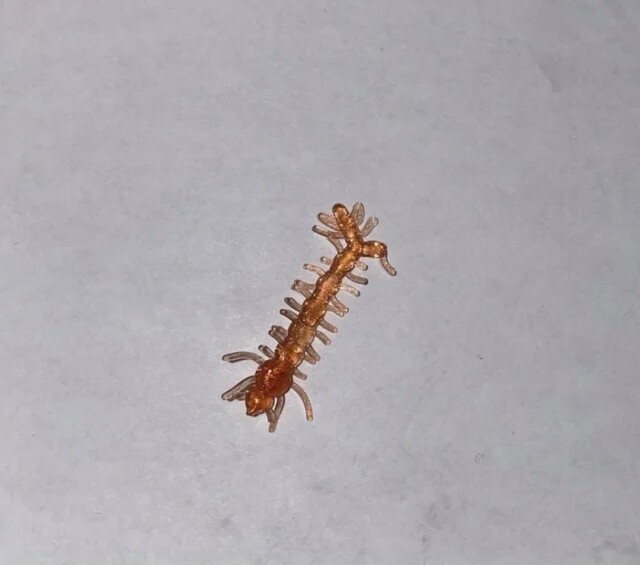BY Mosquito Larvae Lumina Copper