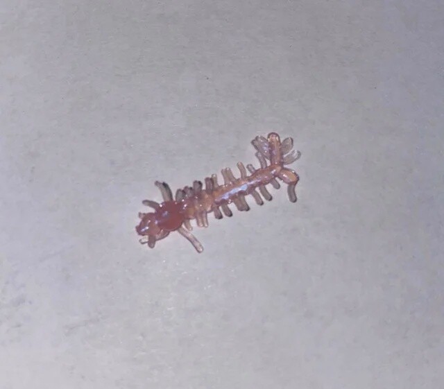 BY Mosquito Larvae Pearl Pink