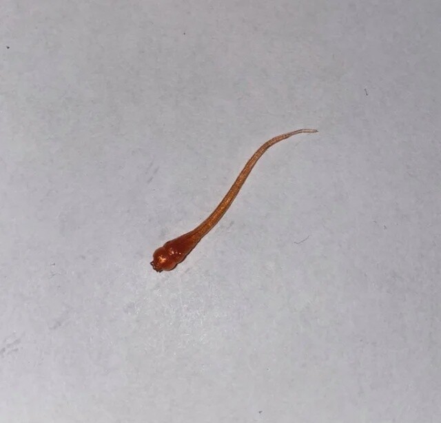 BY Microspike Lumina Copper