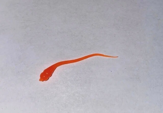 BY Microspike UV Fluorescent Orange