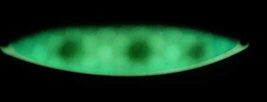 Finn 300 MJ Green Glow FV