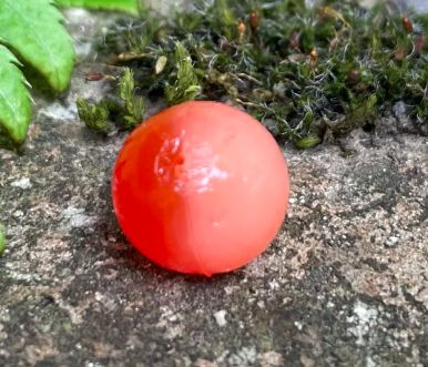 BnR Soft Bead 8mm Roe Natural 50/50
