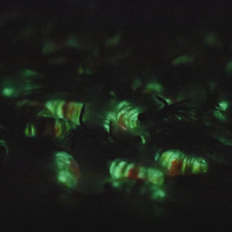 Kenders Tungsten Hot Spot Shrimp #8 Chartreuse