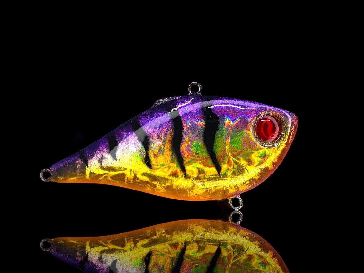 Rippin Rap 6 Purple Bengal