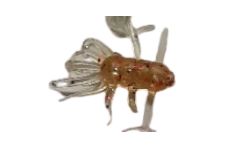 ADK Ice Bug Copperhead