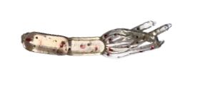 ADK Squid Copperhead