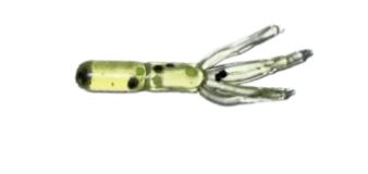 ADK Squid Chartreuse Green