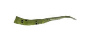 ADK Wedge Tail Chartreuse Green