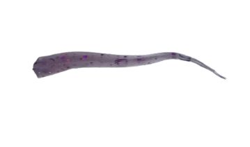 ADK Wedge Tail Purple