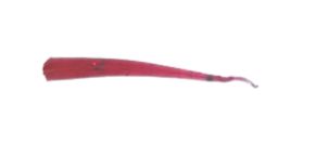 ADK Wedge Tail Blood Red