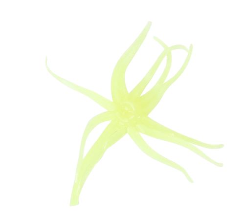 Clam Neki Chartreuse Glow