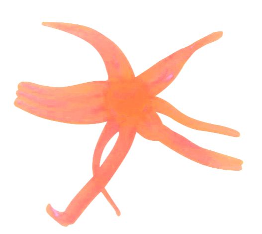 Clam Neki Blaze Orange Glow