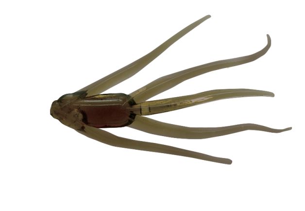 Clam Maki 1 1/4" Motor Oil