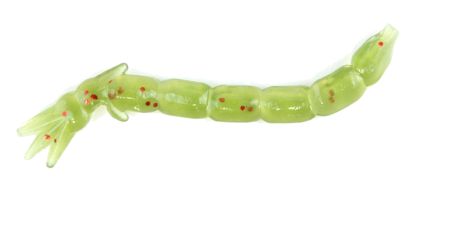 Clam Bloodi Watermelon Red Flake