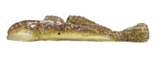 Grumpy Goby Round Goby 2.6” Speckled