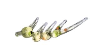 ADK Baby Boss Firetiger