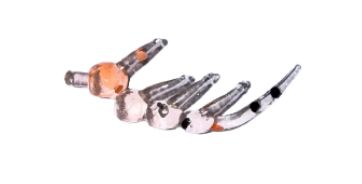 ADK Baby Boss Orange