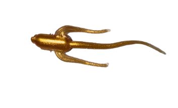 BY Baits Waterbug Gold Pearl