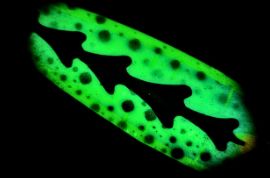 TNT Lures Standard Coyote Bait RV