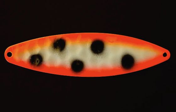 Finn 300 Spotted Lobster Glow