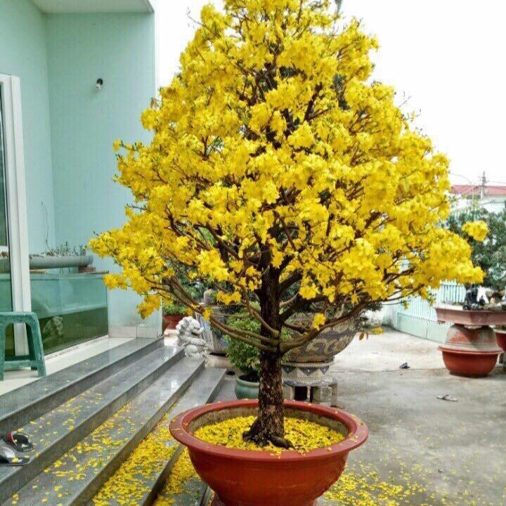 Dịch vụ cho thuê mai vàng