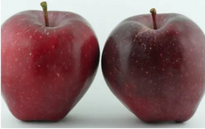 Apple:Red Delicious