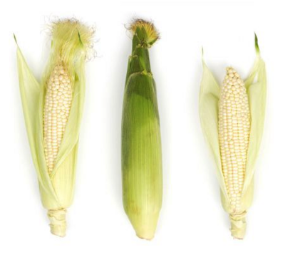 Corn:White
