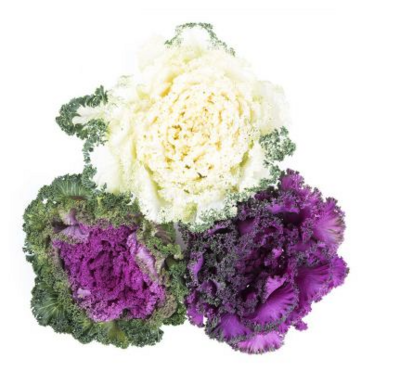 Kale:Decorative - Savoy