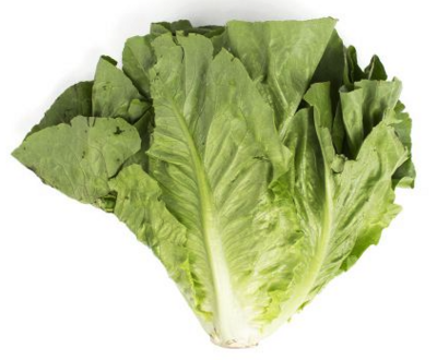 Lettuce:Romaine