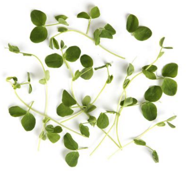 Micro Greens:Pea Tendrils