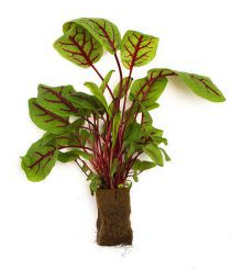 Micro Greens:Red Veined Sorell