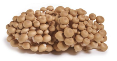 Mushroom:Beech - Brown - 13 lbs