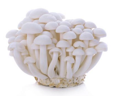 Mushroom:Beech - White