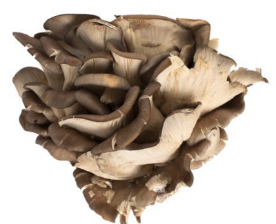 Mushroom:Oyster