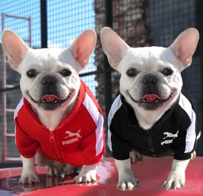 POMII Track Jacket