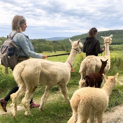 Visit and stroll with alpacas