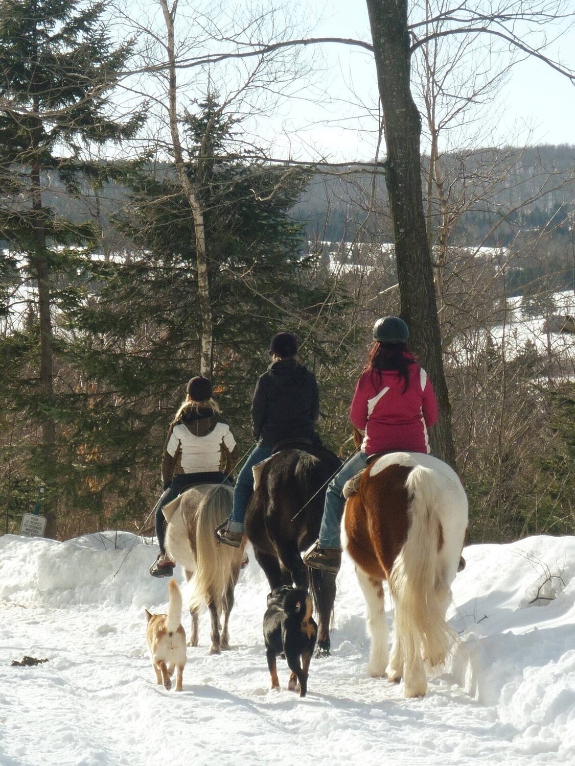 Equine day &amp; Ethical Horse Riding