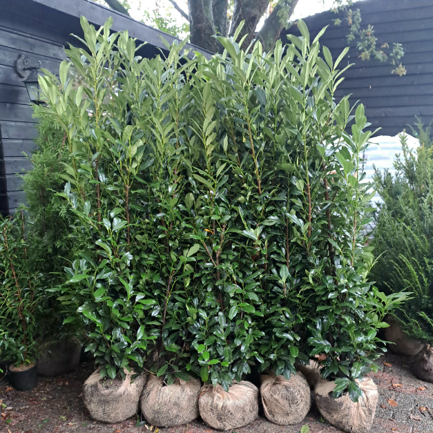 Taxus baccata 80-100