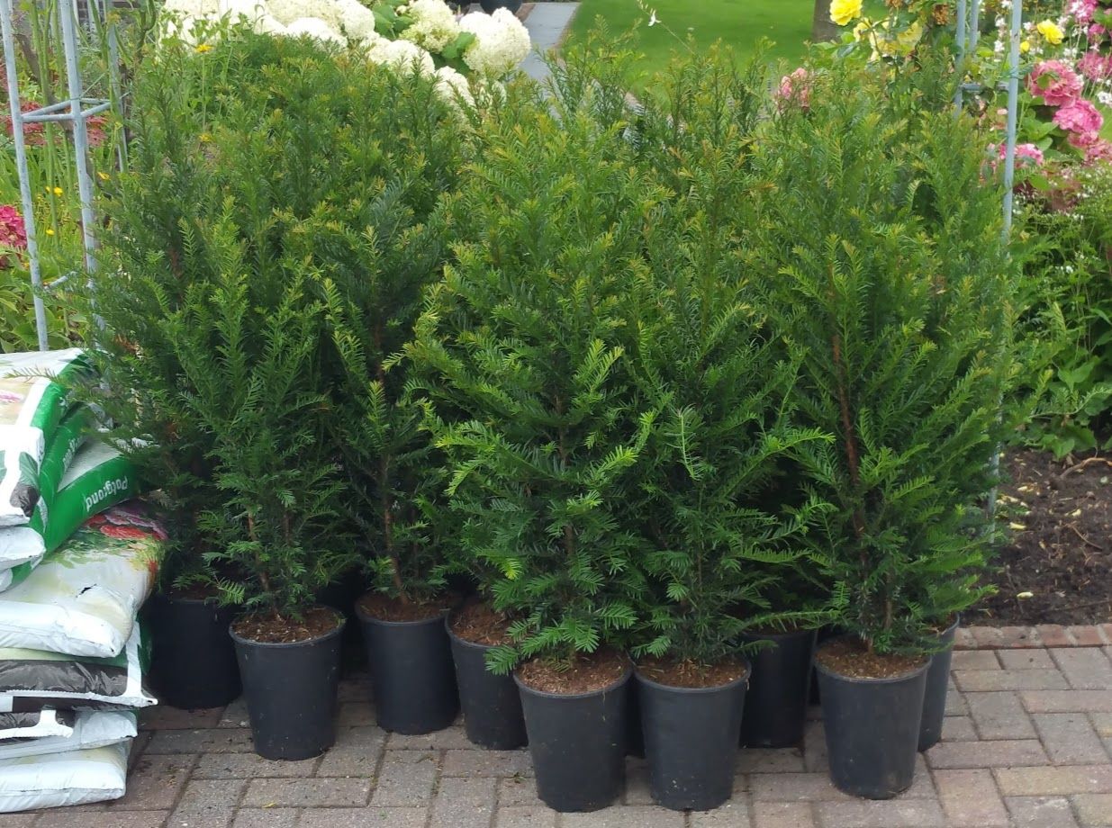 Taxus Baccata 100-125