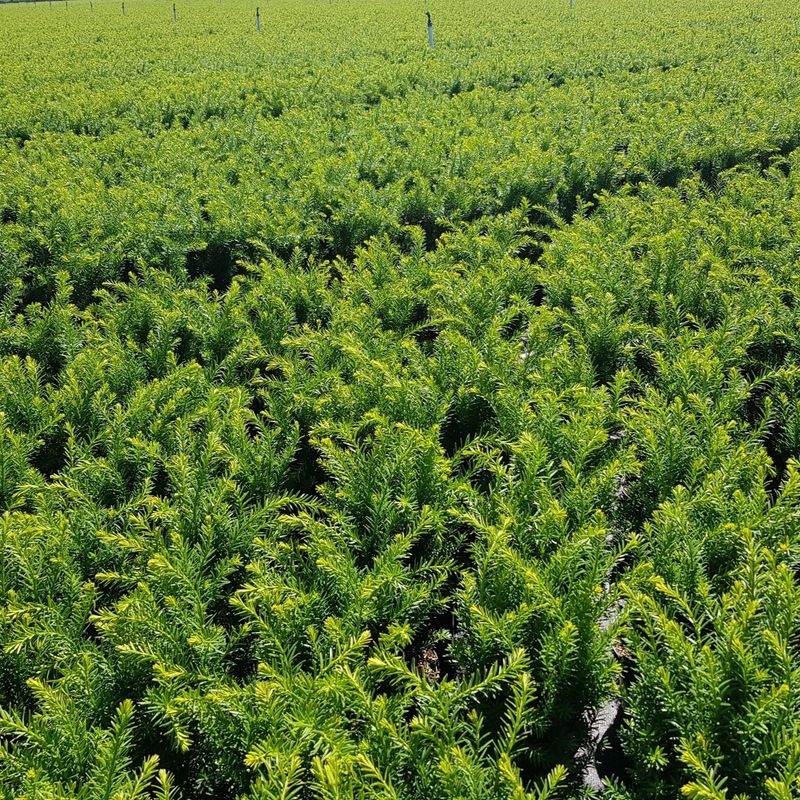 Taxus
