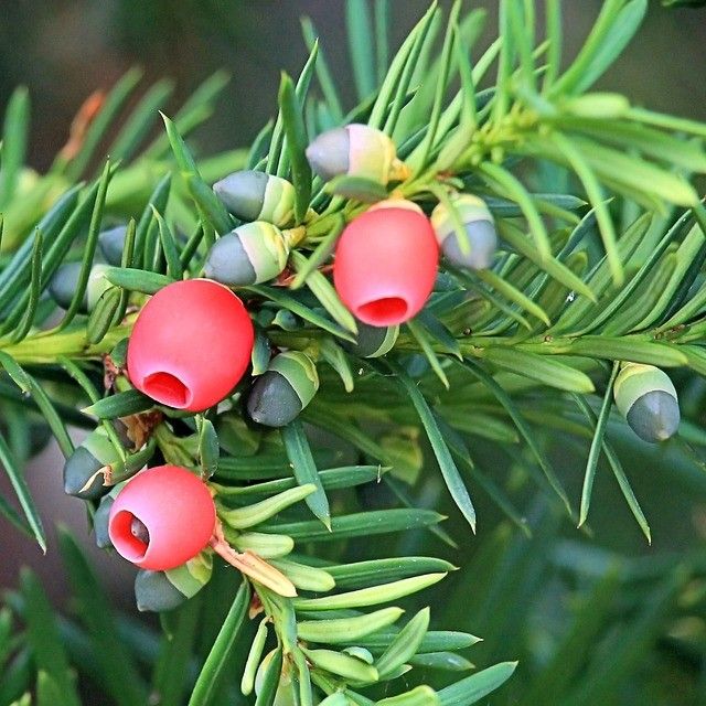 Taxus Baccata 175-200
