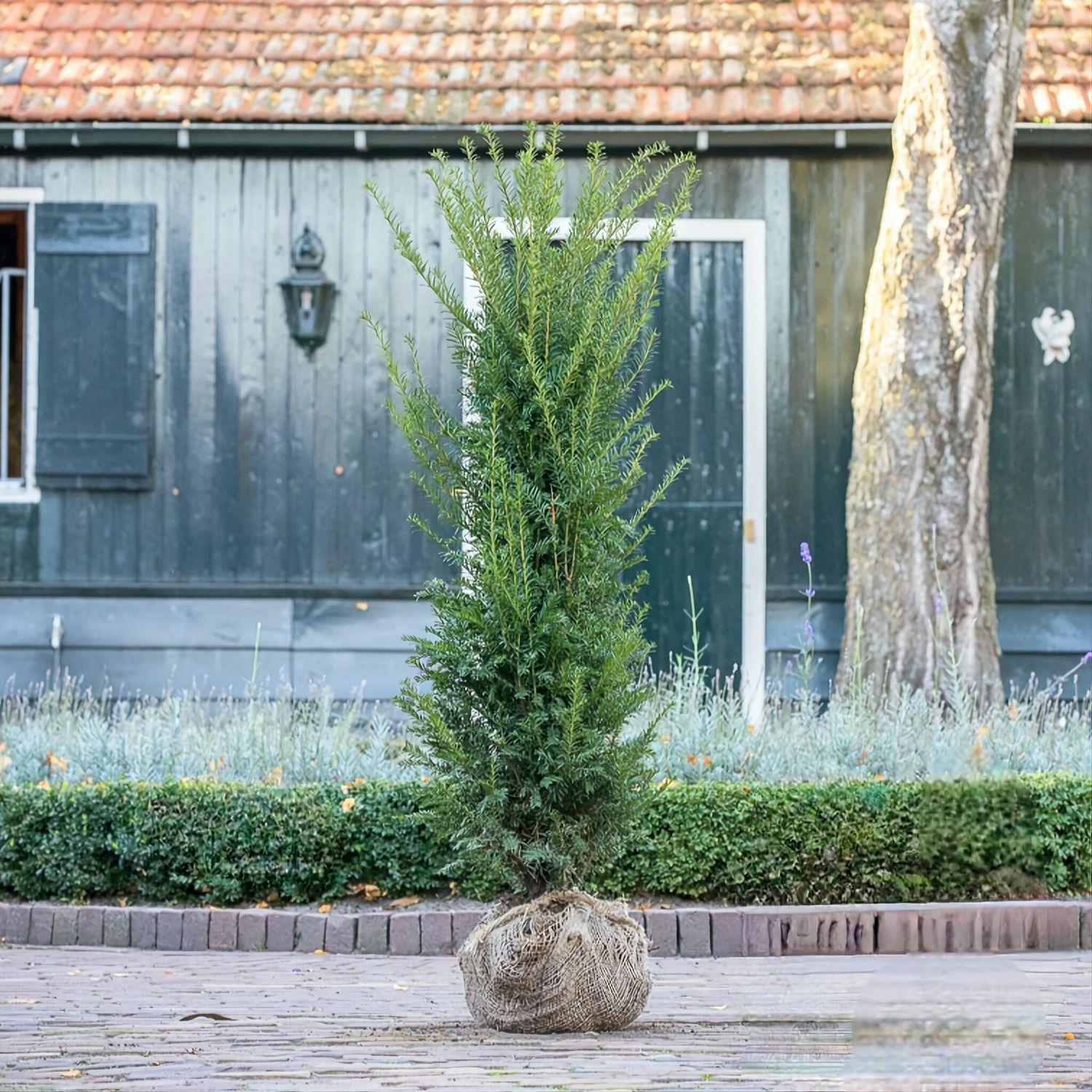 Taxus Baccata 125/150