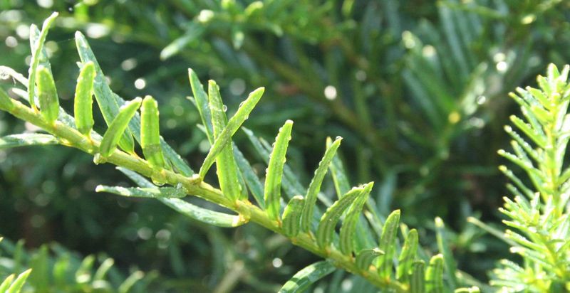 taxus baccata