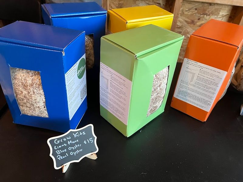 Lion's Mane Grow Kit– Ready to Grow