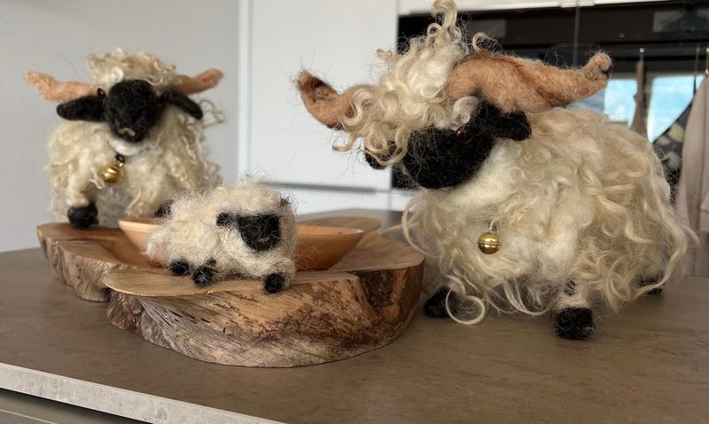 Schwarznasen Schaf Familie