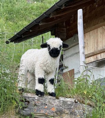 Lamm-Patenschaft
