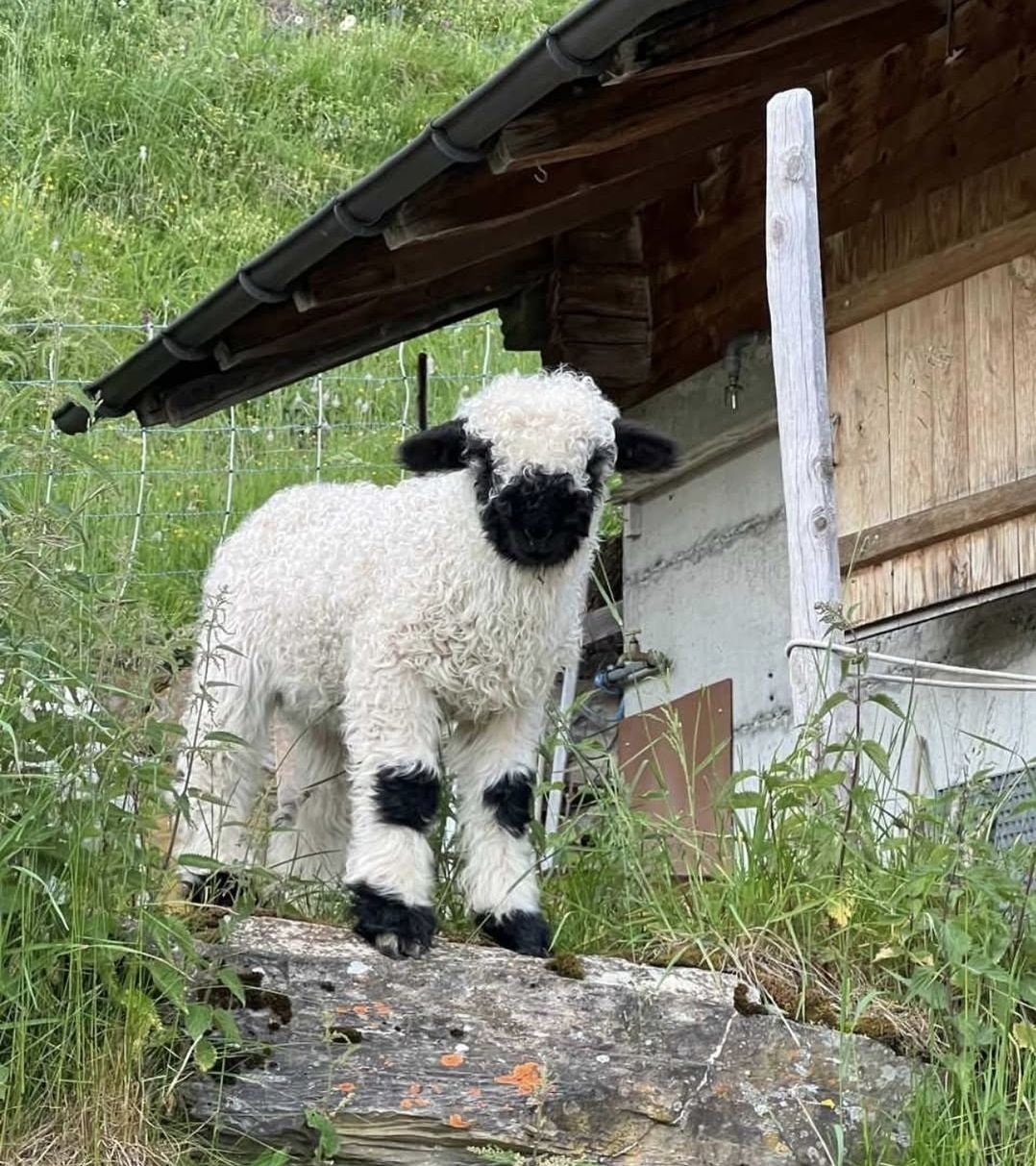 Lamm-Patenschaft