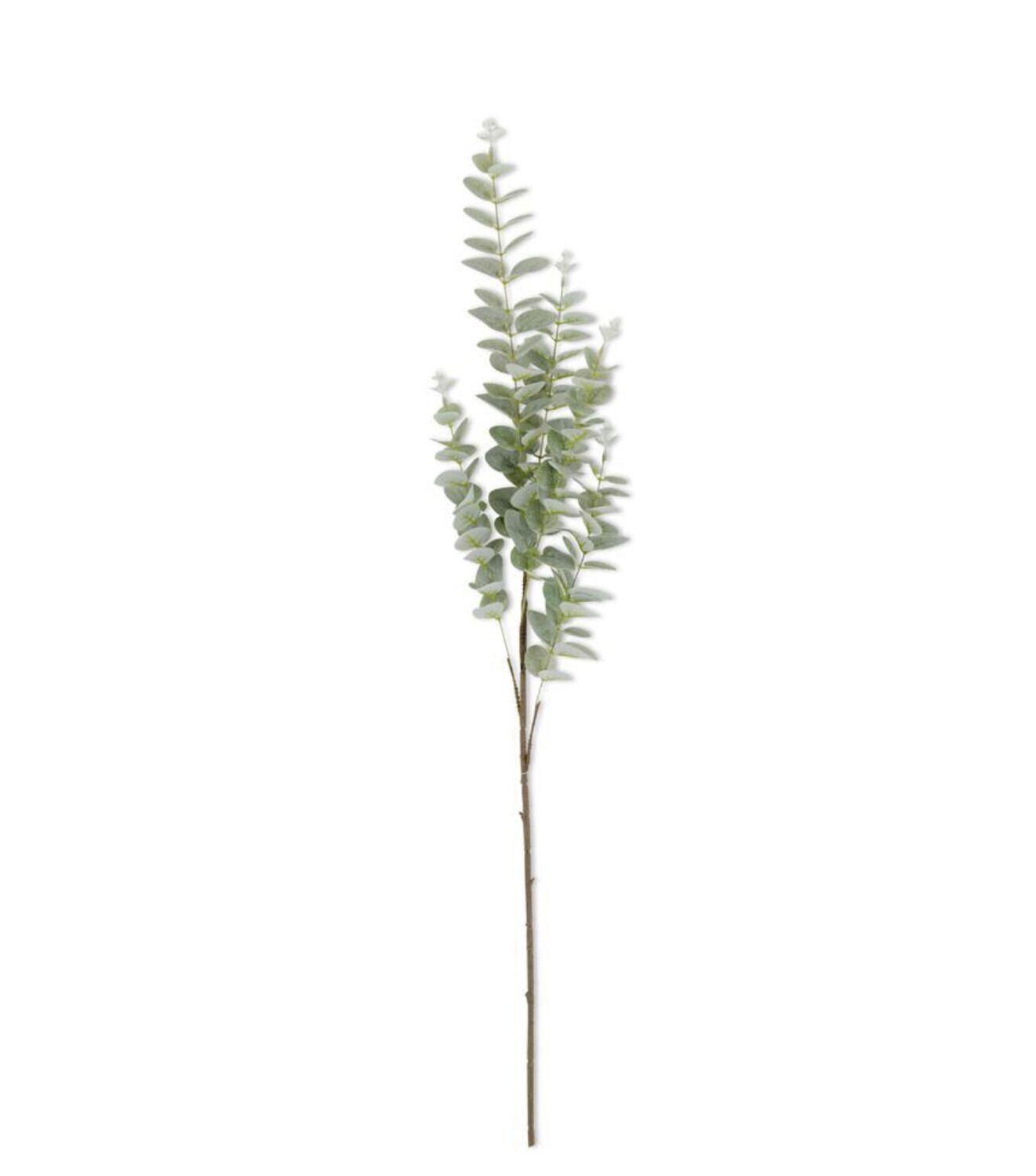 38&quot; LIGHT GREEN GUNNII EUCALYPTUS STEM