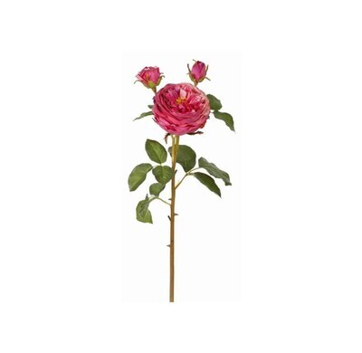 English Rose Titania